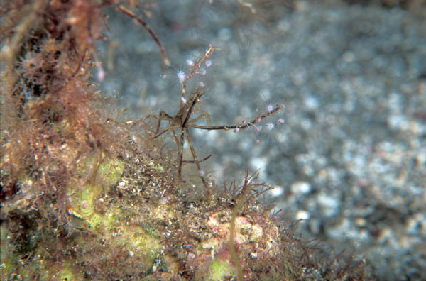 Neck Crab