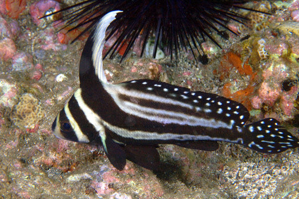 Spotted Drum