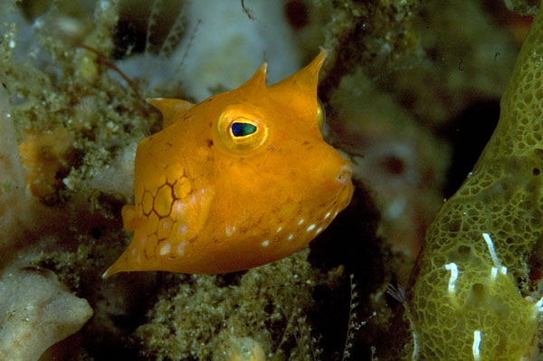 Cowfish2