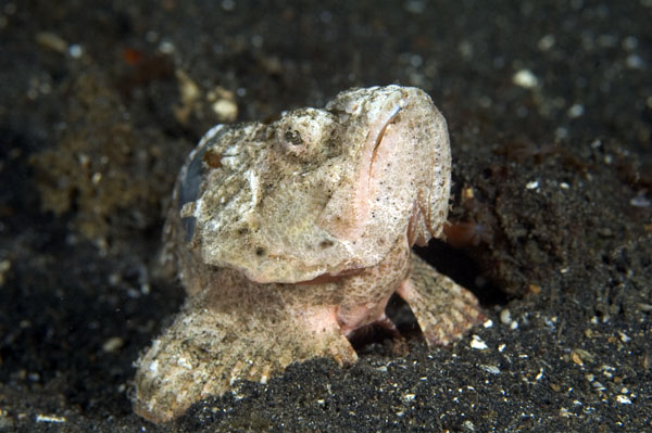 DevilScorpionfish2