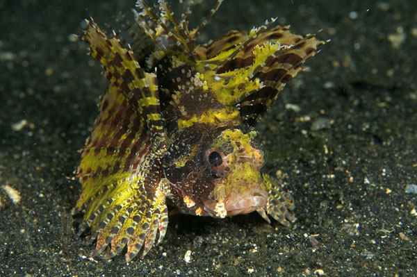 ShortfinLionfish1