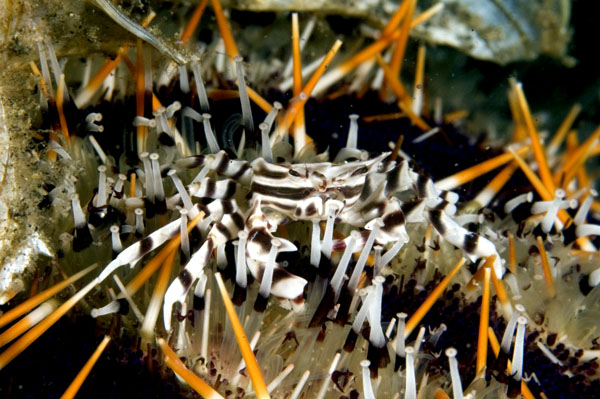 UrchinCrab2
