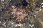 Nudibranch8