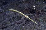 Pipefish3
